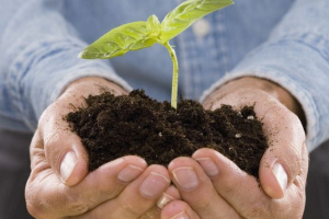 Ochrona świata roślin